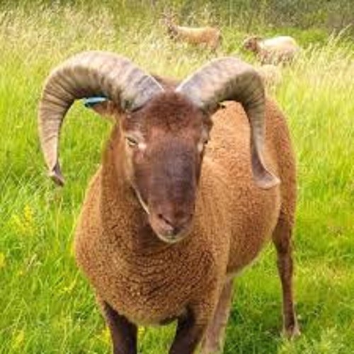Wool off moorit sheep - off,