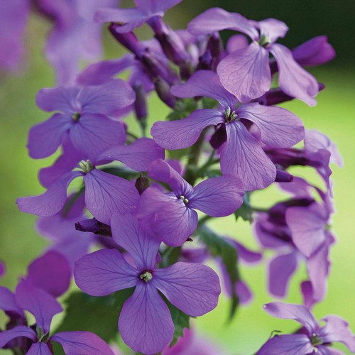 Wildflower honesty seeds - wildflower,