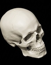 Replica Human Skull Large