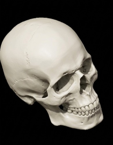 Replica human skull large - human,