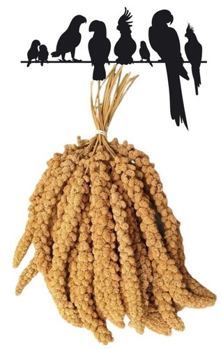 Premium millet spray springs - millet,