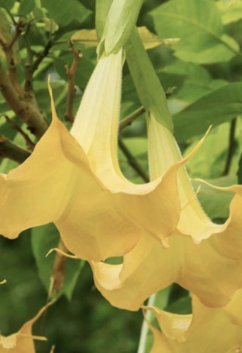 Yellow brugmansia angel - brugmansia,