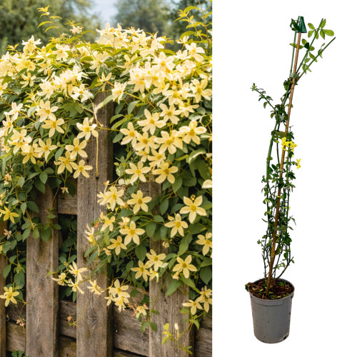 Live outdoor garden ready - garden,