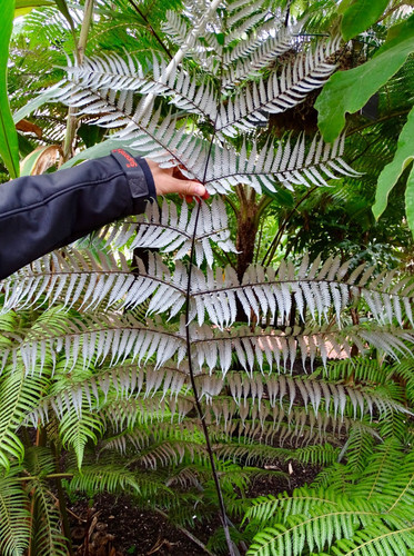 Cyathea dealbata 9cm potted - dealbata, |