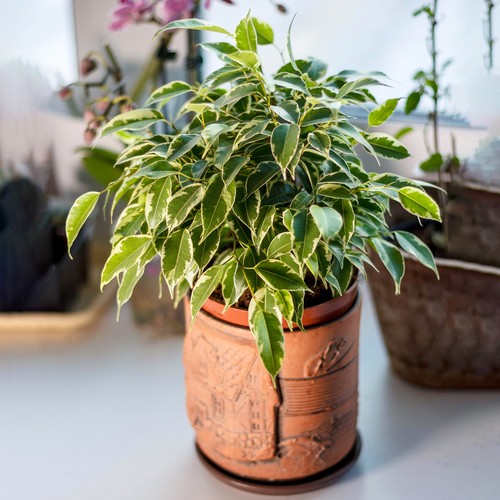 Ficus starlight evergreen - ficus,