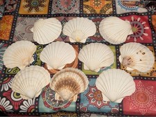 10 X Large Scallop Shells