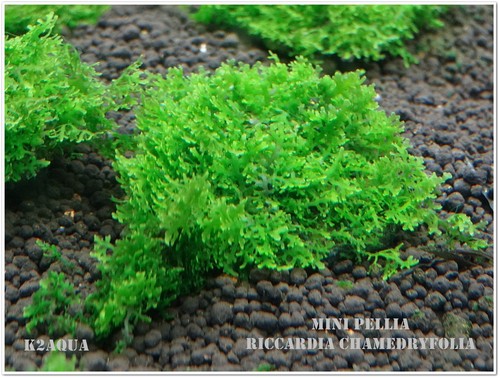 Mini pelia riccardia - pelia,