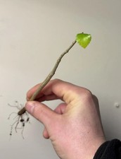 Commiphora Wightii Gugal Myrrh