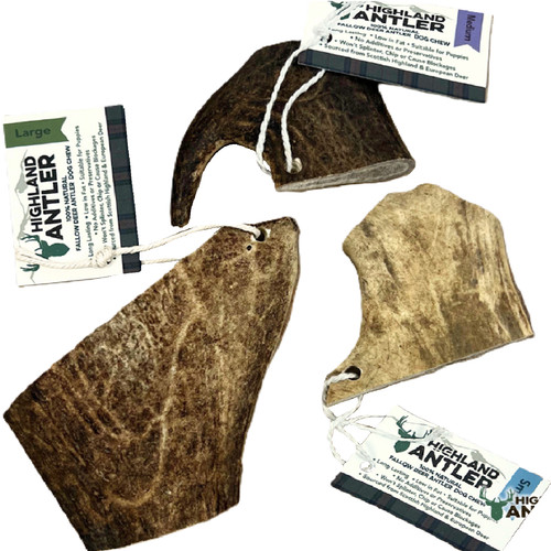 Deer antler fallow sml to - antler,