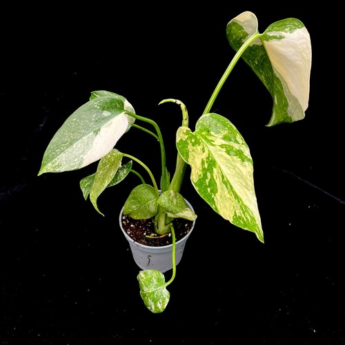 Monstera thai constellation - thai,