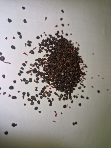 Eucalyptus cider gum seeds - gum,