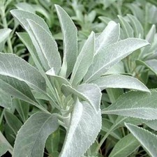 SALVIA APIANA rara, 50 SEMI + OMAGGIO