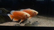 Red Chili Oscar Cichlid 2.5″