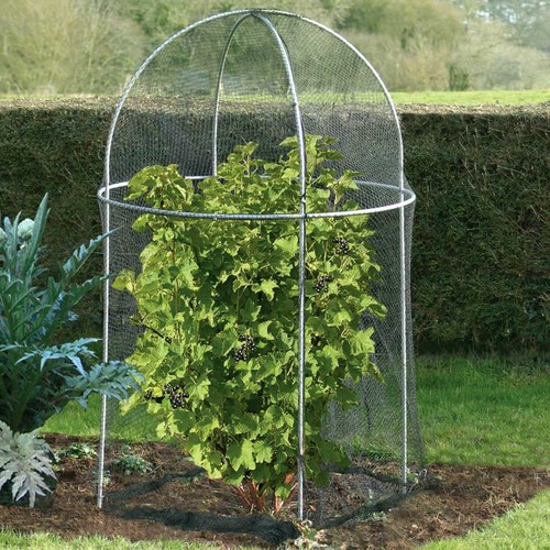 Domed fruit cage steel - cage, garden