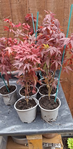 Acer tree - acer,