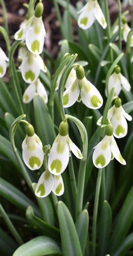 Galanthus phil cornish - galanthus,