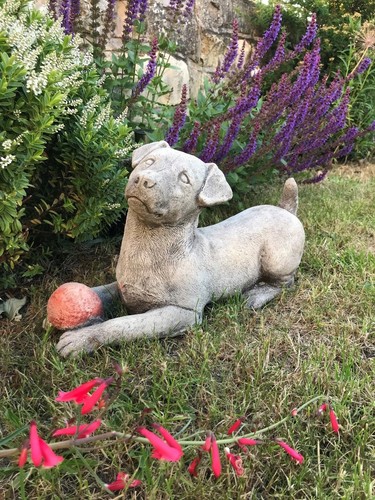 Jack russell puppy dog with
