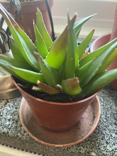 Haworthia plant aloe - plant.,