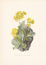 1960 AURICULA Print -
