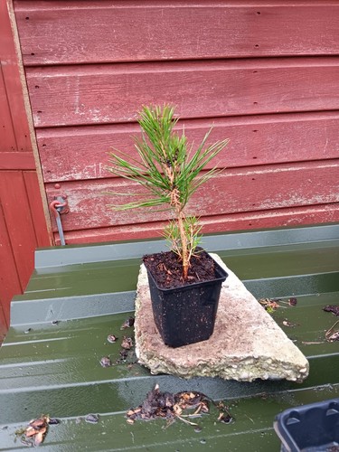 Pinus thunbergii japanese - pinus,