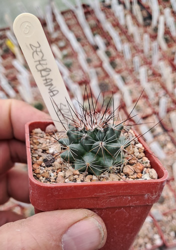 Mammillaria zeyeriana 6cm - ,