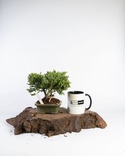 Juniper Bonsai Tree –
