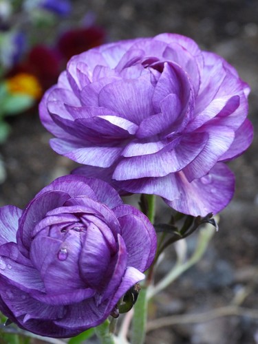 Ranunculus purple - x,