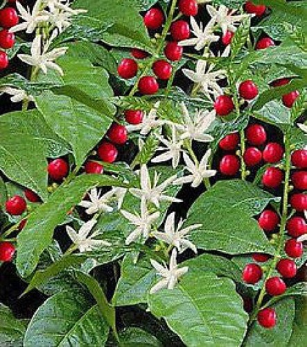Coffea arabica seeds grow - grow, your