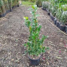 Camellia Japonica Pink/white/red Winter Flowering Lots Of Buds 10L 80cm Tall
