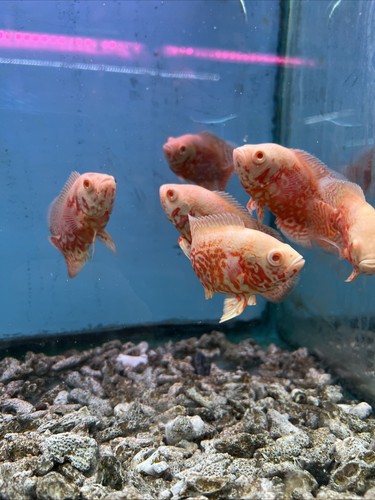 Nemo red tiger albino - red,