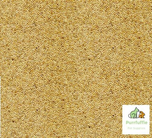 White millet bird - white, food