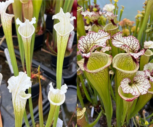 Sarracenia leucophylla alba - sarracenia,