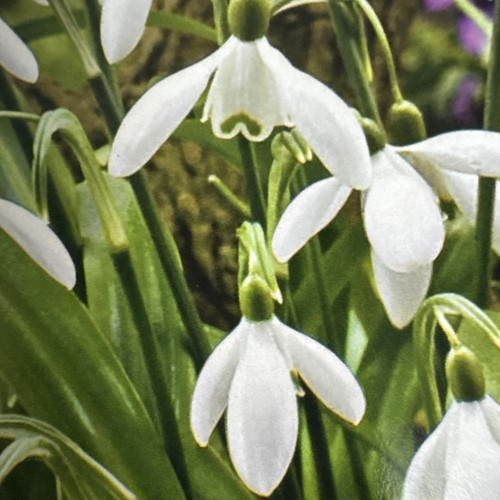 Snowdrops galanthus spring - galanthus,