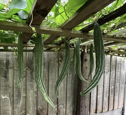 Snake gourd seeds - snake,