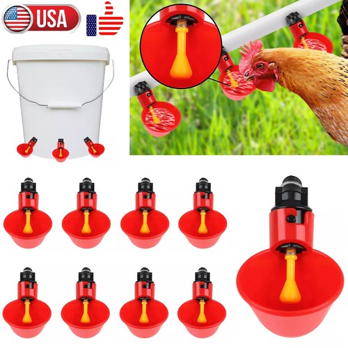 Poultry water drinking - poultry,