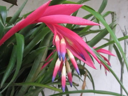 Billbergia nutans queen - billbergia, queen’s