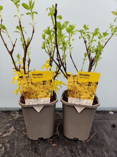Forsythia spectabilis - x, 1l