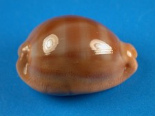 Cypraea sulcidentata, Excellent Dark Color, 33.0mm, Hawaii Shell