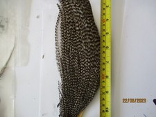 Metz cock cape genetic dark