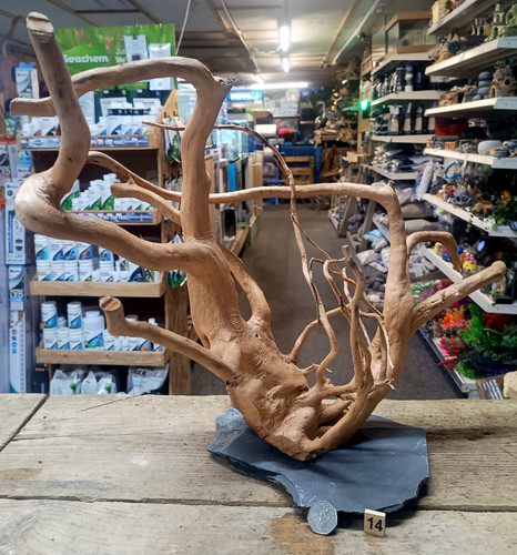 Red moor wood - moor, root