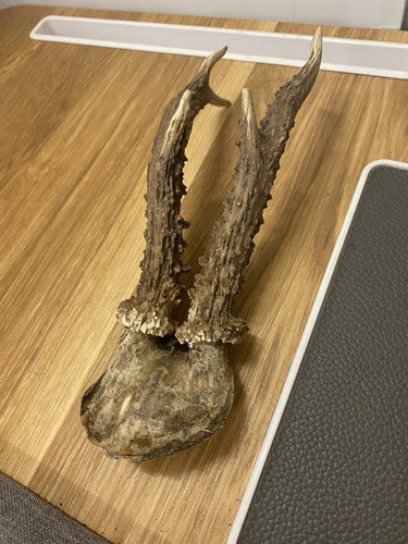 Roe deer antlers - deer,