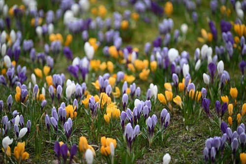 Crocus species mixed - crocus,