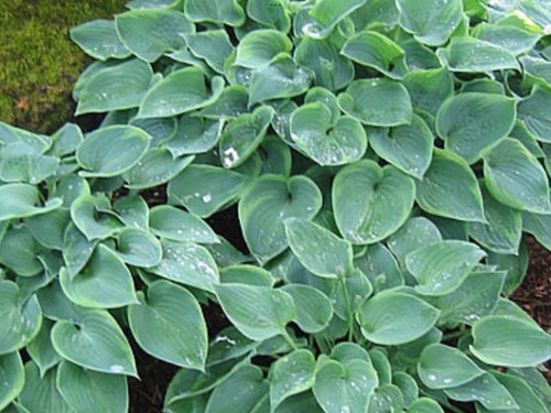 Hosta abby pot grown - hosta, (pot