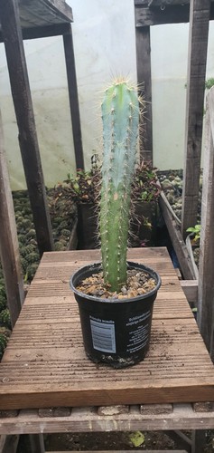 Pilosocereus azureus plant - pilosocereus,