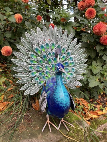 Coloured metal peacock - peacock, bird