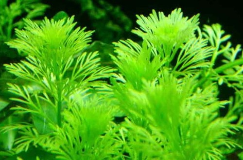 Ambulia beautiful tropical - beautiful,