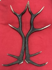 PAIR OF RED DEER ANTLERS 1.19g.   aprox. 58/60cm.