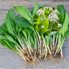15 Wild Garlic Bulbs Plants without Leaves ORGANIC Freshly Dug. PLANT NOW!