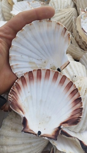 Scalops shell large size - scalops,