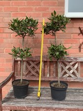 Pair live standard bay - live,